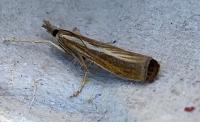 Agriphila tristella