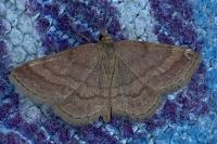 Scopula rubiginata