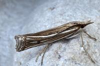 Ancylolomia tentaculella