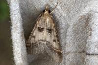 Stemmatophora brunnealis