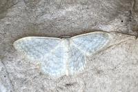 Idaea subsericeata