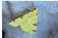 Opisthograptis luteolata