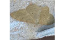 Idaea straminata