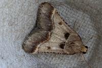 Stemmatophora brunnealis