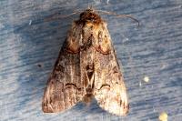 Abrostola triplasia