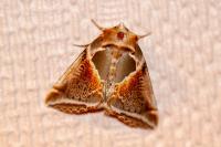Habrosyne pyritoides