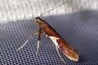 Caloptilia stigmatella