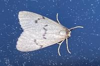 Apaidia mesogona