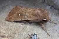 Mythimna ferrago