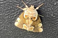 Thyatira batis