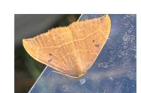 Watsonalla binaria
