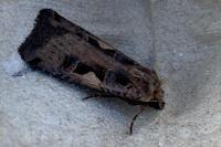 Xestia c-nigrum