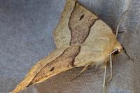 Crocallis elinguaria