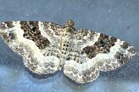 Epirrhoe alternata