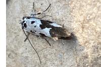 Ethmia quadrillella