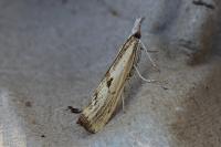 Agriphila inquinatella