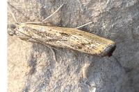 Agriphila inquinatella