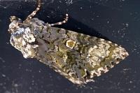 Craniophora ligustri