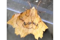 Selenia lunularia