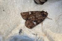 Mesapamea secalella/secalis