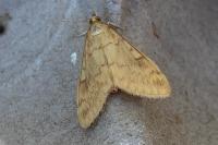 Ostrinia nubilalis