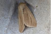 Mythimna pallens