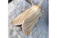 Mythimna pallens