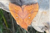 Odonestis pruni