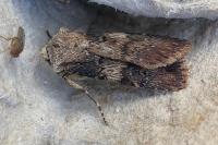 Agrotis puta
