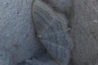 Idaea subsericeata