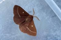 Lasiocampa trifolii
