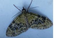 Acasis viretata
