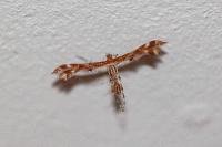 Oxyptilus distans