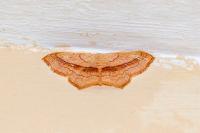 Scopula imitaria
