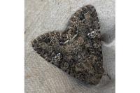 Mamestra brassicae