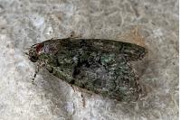 Cryphia algae