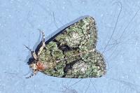 Cryphia algae