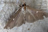 Cydalima perspectalis