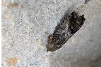 Cydia splendana