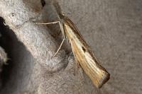 Agriphila inquinatella
