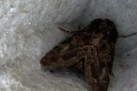 Thalpophila matura