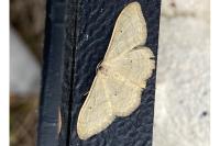 Idaea straminata