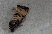 Cochylis atricapitana