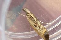 Agriphila inquinatella