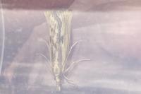 Agriphila inquinatella