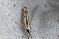 Agriphila inquinatella