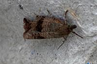 Celypha striana