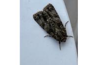 Acronicta rumicis