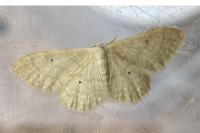 Idaea straminata