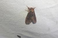 Notodonta dromedarius